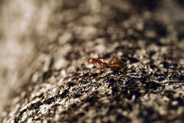 Worker ant on tree