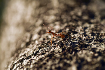Worker ant on tree