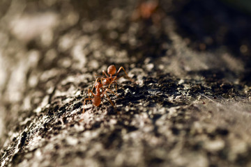 Worker ant on tree