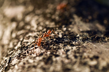 Worker ant on tree
