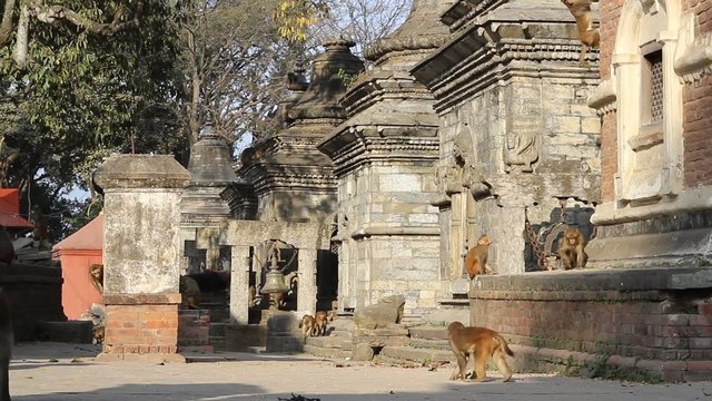 Monkeys roam around the ancient temple. Slider shot