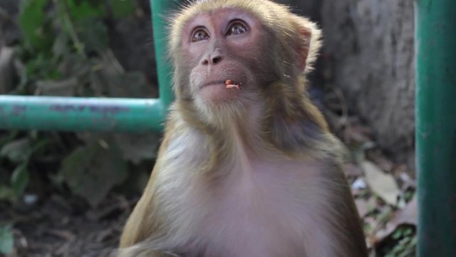 Monkey eats nuts