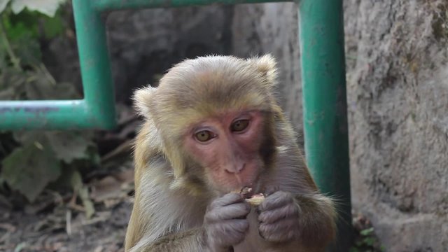 Monkey takes a nut from my hand and eats