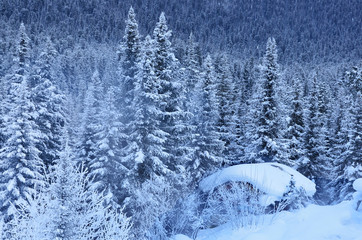 Россия, Сибирь, тайга. Избушка, занесенная снегом © irinabal18