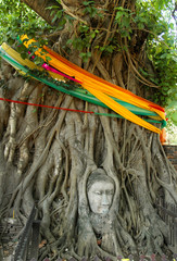 Buddha head overgrown by fig tree in Wat Mahathat. Ayutthaya historical park