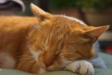 眠る茶猫