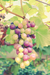 grapes hang from a vine with filter effect retro vintage style