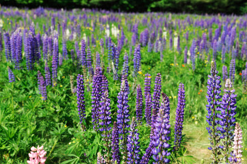 Obraz premium lupine blossom in spring