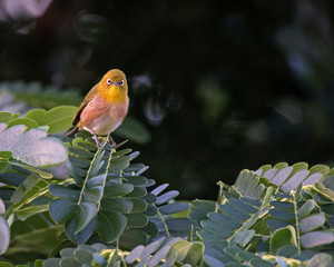 Japanese white-eye