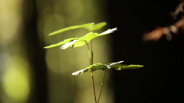 Tiny Sapling in Gentle Breeze