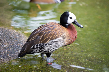 White-faced Whistling Duck - Dendrocygna viduata
