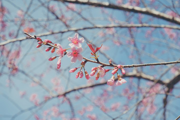 Wild himalayan cherry flower with filter effect retro vintage st