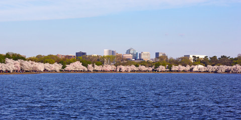 Cherry blossom around Tidal Basin with suburban buildings on the background in Washington DC, USA. Blossoming cherry trees around the water.