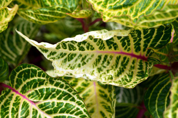 Green and Yellow Leaves background
