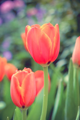Fototapeta premium Beautiful bouquet of tulips with filter effect retro vintage sty