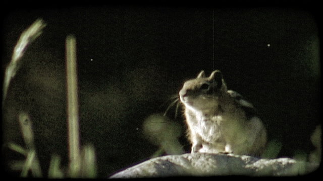 Squirrel on rock. Vintage stylized video clip.