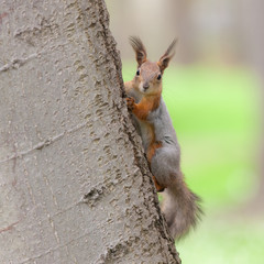 Portrait of a squirrel