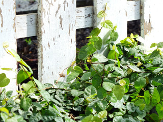 green ivy and wood texture background