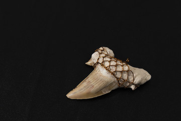 large fossilized shark tooth wrapped wire for hanging