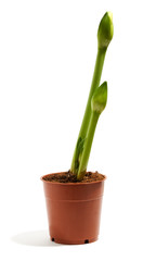 Long amaryllis flower buds from small pot