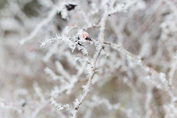 beautiful stilled tree branch with red berries with snow on the branches