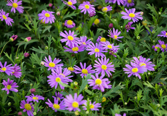 Purple daisy  (Brachyscome iberidifolia) © kazaalong
