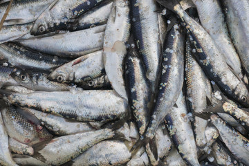 Herring