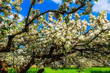 Alter Apfelbaum in voller Blüte 