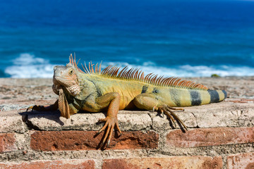 Iguana in El Morro - San Juan, Puerto Rico