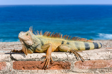 Iguana in El Morro - San Juan, Puerto Rico