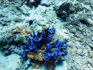 Coral Sea, Bali, Indonesia