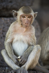 Young Crab Eating Macaque