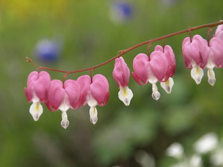 Fototapeta premium ハート型の花