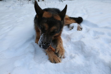 Собака овчарка, грызущая палку на снегу в зимнем лесу