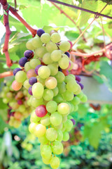 grapes hang from a vine with filter effect retro vintage style