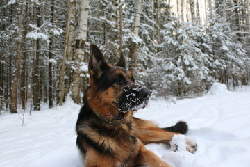 Собака овчарка, лежащая на снегу в зимнем лесу