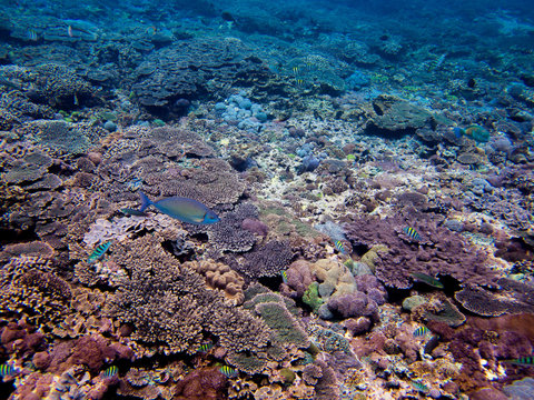 Coral Sea, Bali, Indonesia