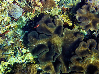 Coral Sea, Bali, Indonesia