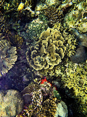 Coral Sea, Bali, Indonesia