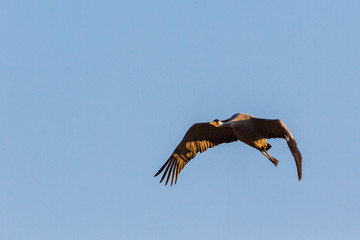 Crane in sky