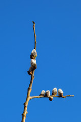 Goat willow