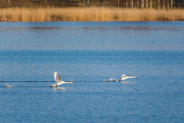 Mute swans take off