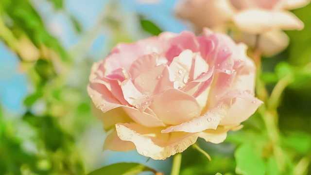 Rose flower blooming.