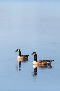 Canada Goose pair in the lake