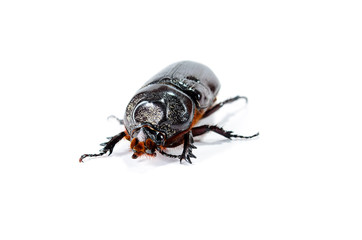 Horned Beetle