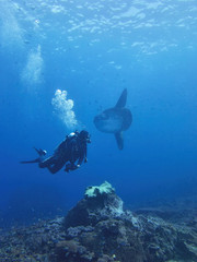Ocean sunfish, Mola mola, Coral Sea, Bali, Indonesia