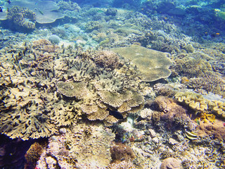 Coral Sea, Bali, Indonesia