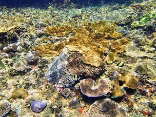 Coral Sea, Bali, Indonesia