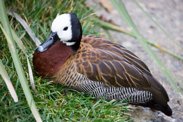White-faced Whistling Duck - Dendrocygna viduata
