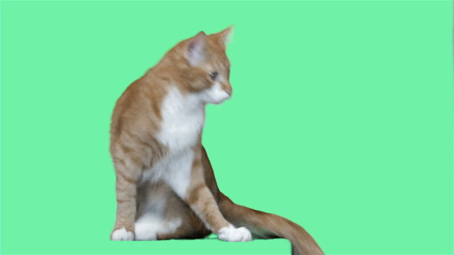 cat jumping on a green screen
